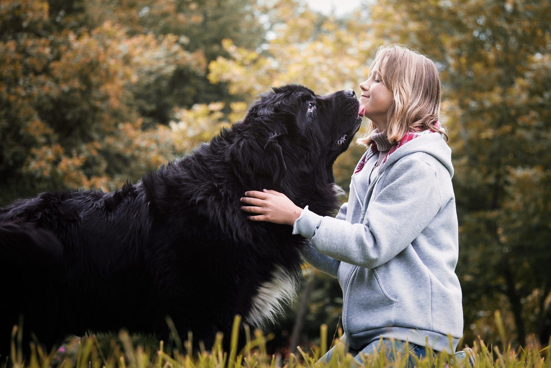 30 Large Dog Breeds That Make The Best Pets