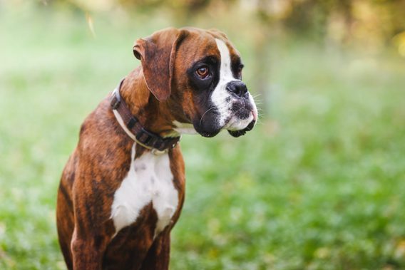 20 Most Loyal Dog Breeds That Make Great Pets | Reader's Digest