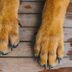 Here's Why Your Dog's Paws Smell Like Corn Chips