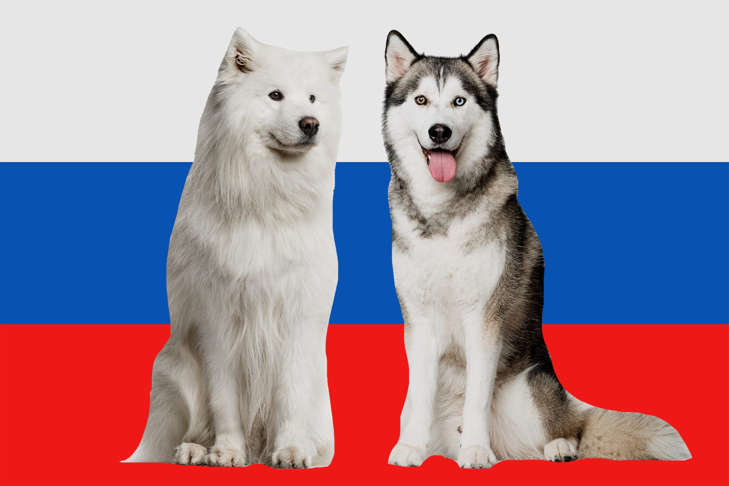 do siberian huskies make good guard dogs