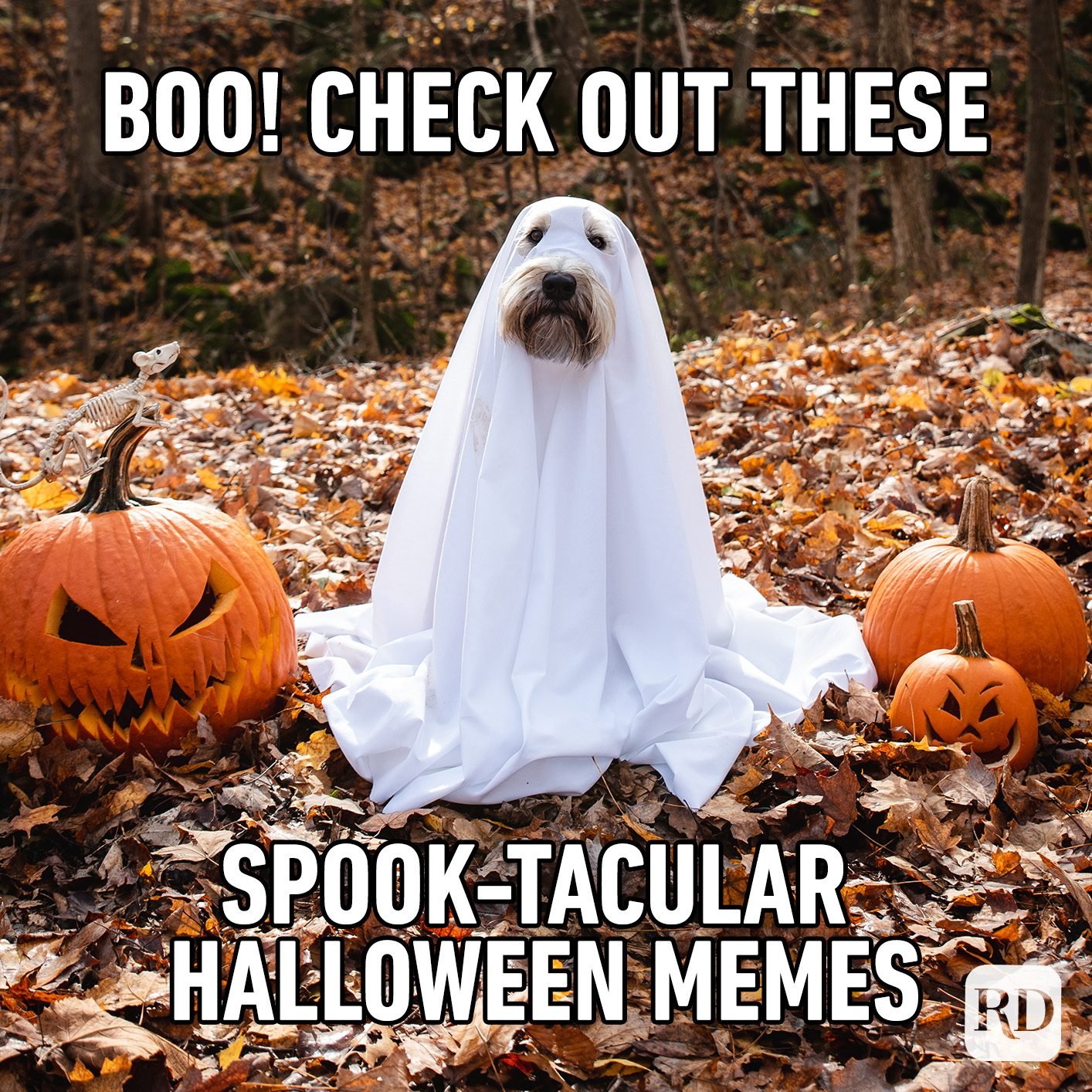 20 Best Halloween Memes 2022 Reader's Digest