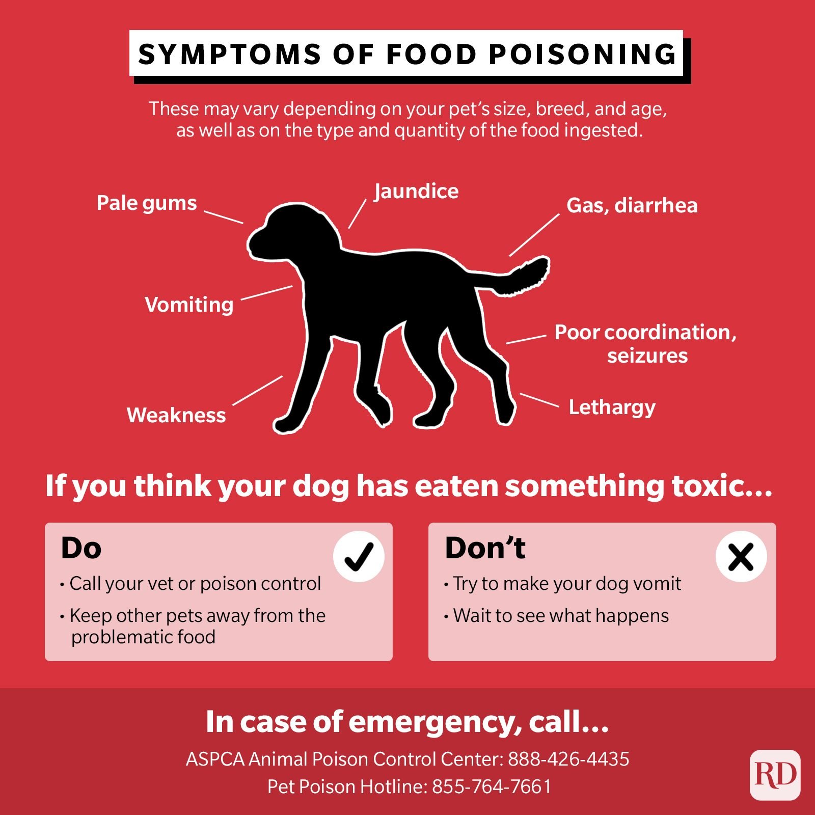 Symptoms of food poisoning and what to do when your dog may have ingested a dangerous food