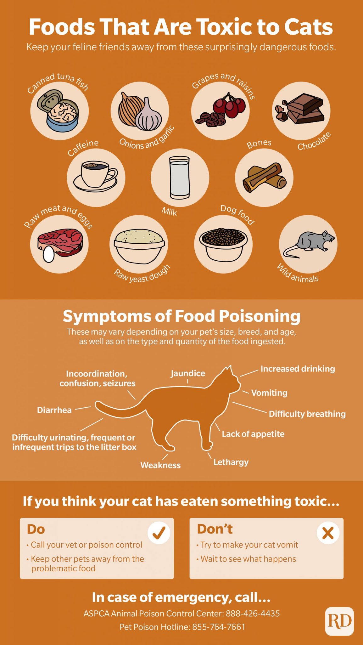 15-foods-toxic-to-cats-common-foods-cats-can-t-eat