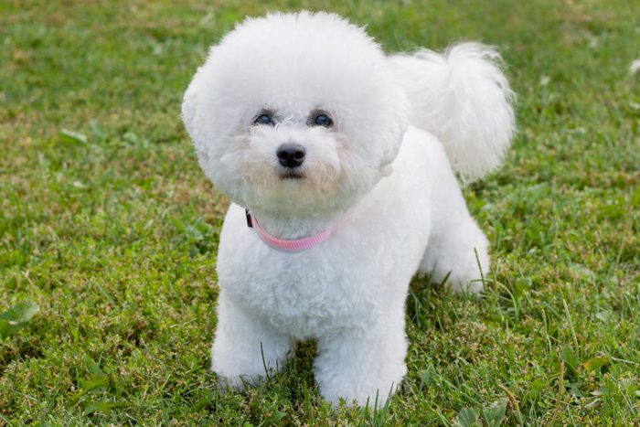 Söt bichon frise tittar på kameran. Sällskapsdjur.