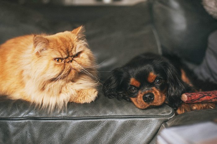 persisk kat sidder ved siden af Cavalier King Charles Spaniel Hund