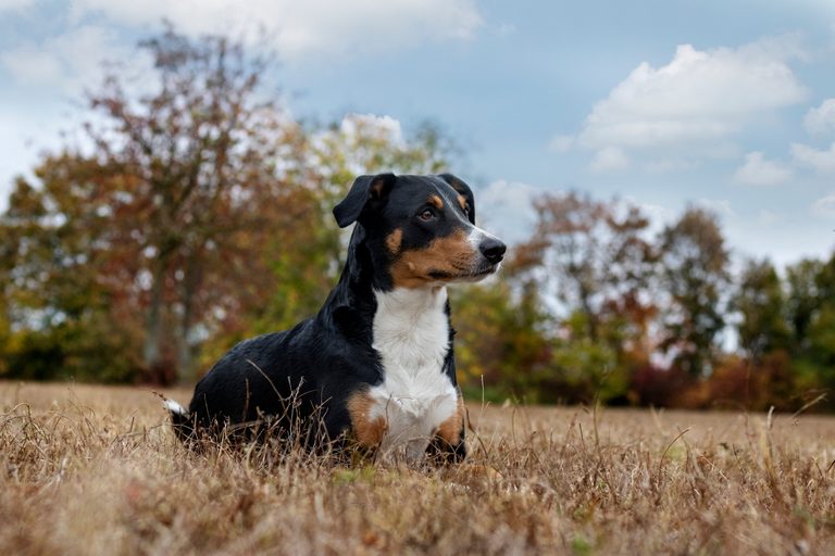 15 Mountain Dog Breeds That Love the Outdoors | Trusted Since 1922