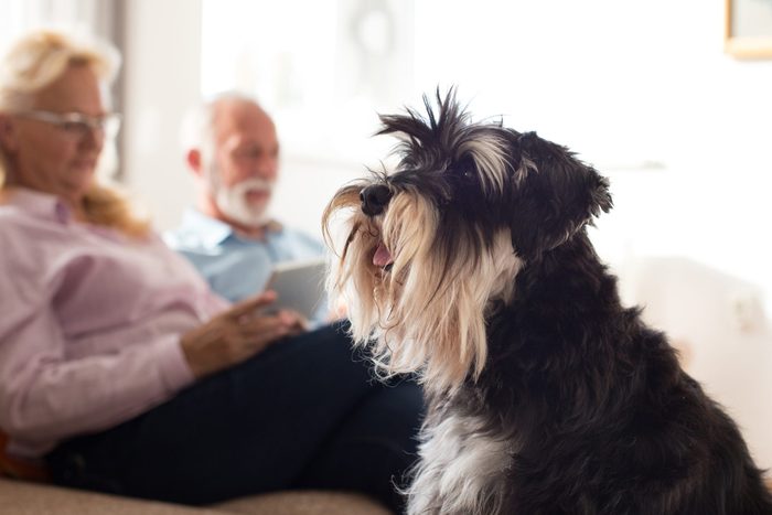 15 Best Dogs for Seniors with Pictures | Reader's Digest