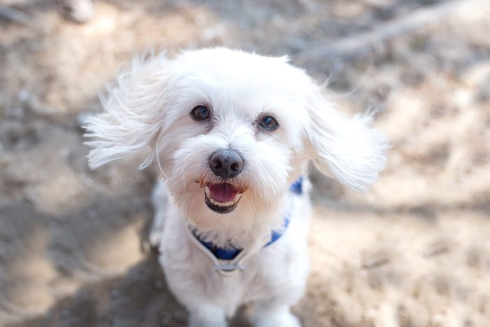  Retrato de perro Maltés