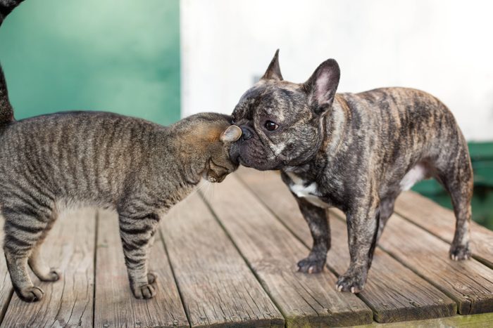 bulldog e gato amigos