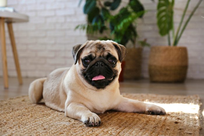  amado animal de estimação no piso de madeira do apartamento elevado.