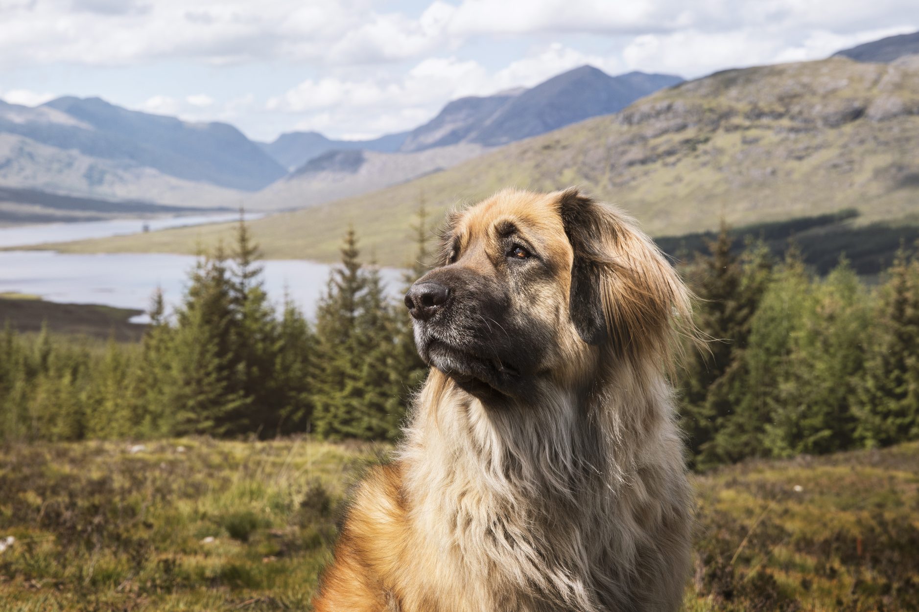 15 Mountain Dog Breeds That Love the Outdoors Trusted Since 1922