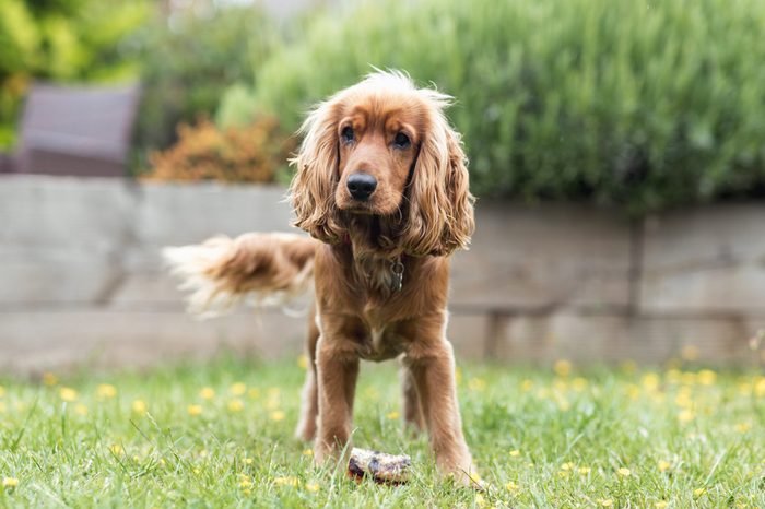 Cocker Spaniel bereit, mit seinem Katzenfreund zu spielen