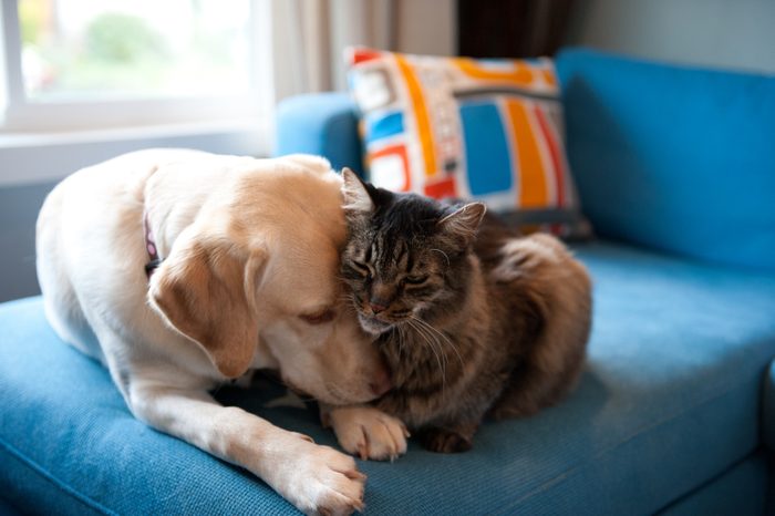  labrador retriever och katt