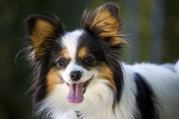 papillon hund