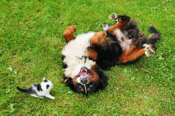 Bernese câine de munte și pisică prieten