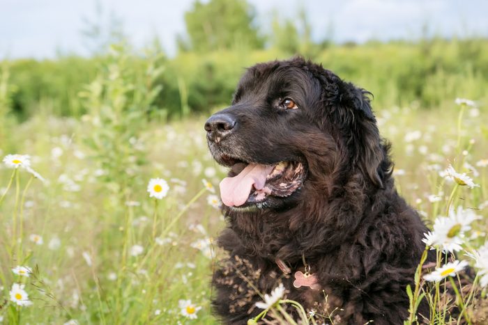 Newfoundland hund