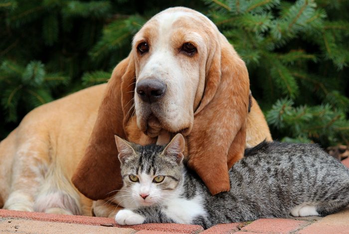 basset hound und Katze