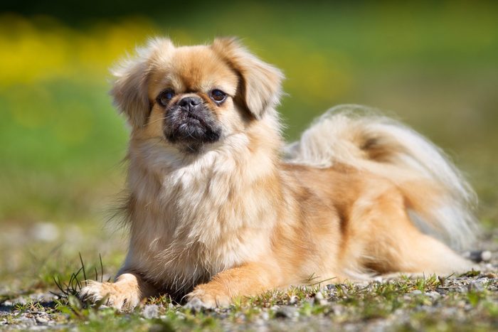 tibetansk Spanielhund utomhus i naturen