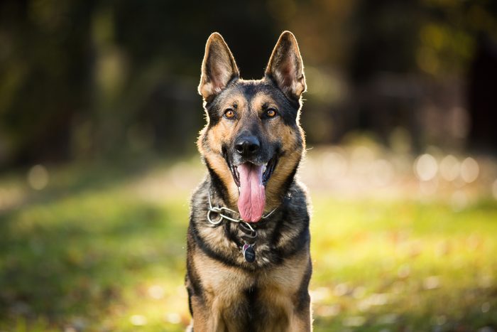 Cão de Pastor alemão Sorrindo ao ar Livre