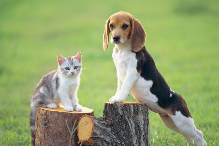  Beagle och katt