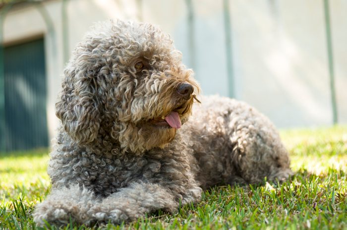  Barbet hund venter på katten sin venn