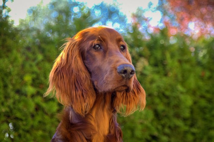  Gros Plan D'Un Setter Irlandais Contre Des Arbres