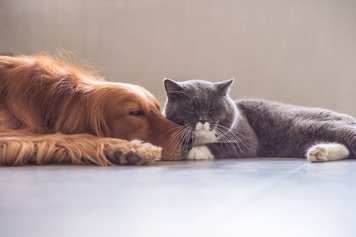  Gatto British Shorthair e Golden Retriever