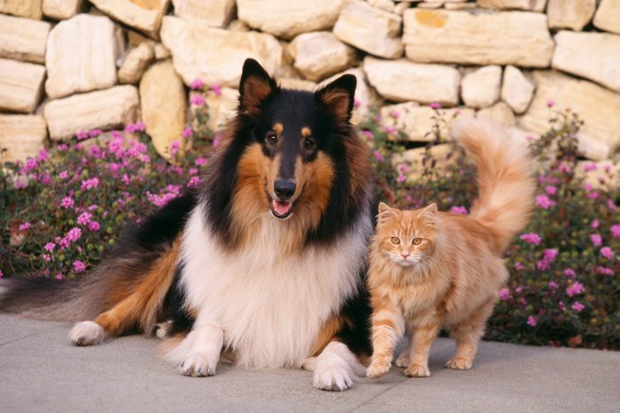 콜리와 보도에 노란 고양이