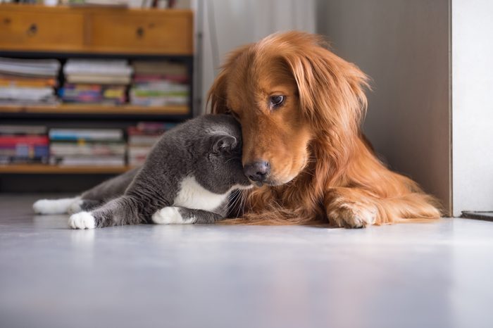 British shorthair gatos e Golden Retriever