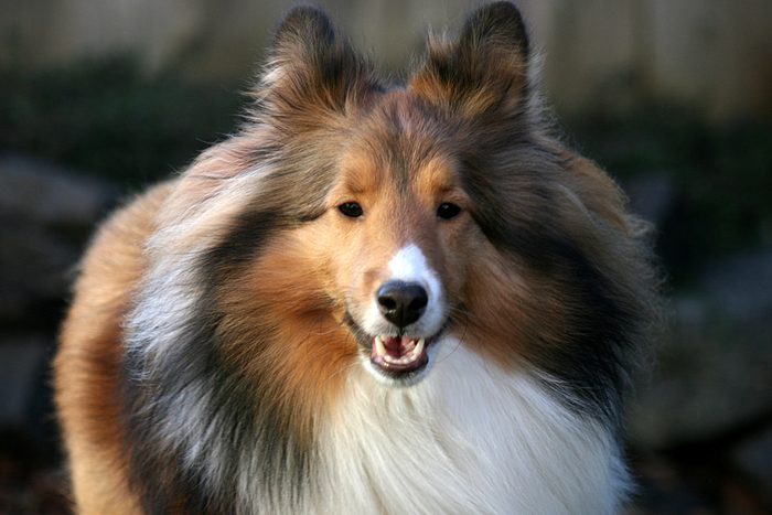  shetland sheepdog