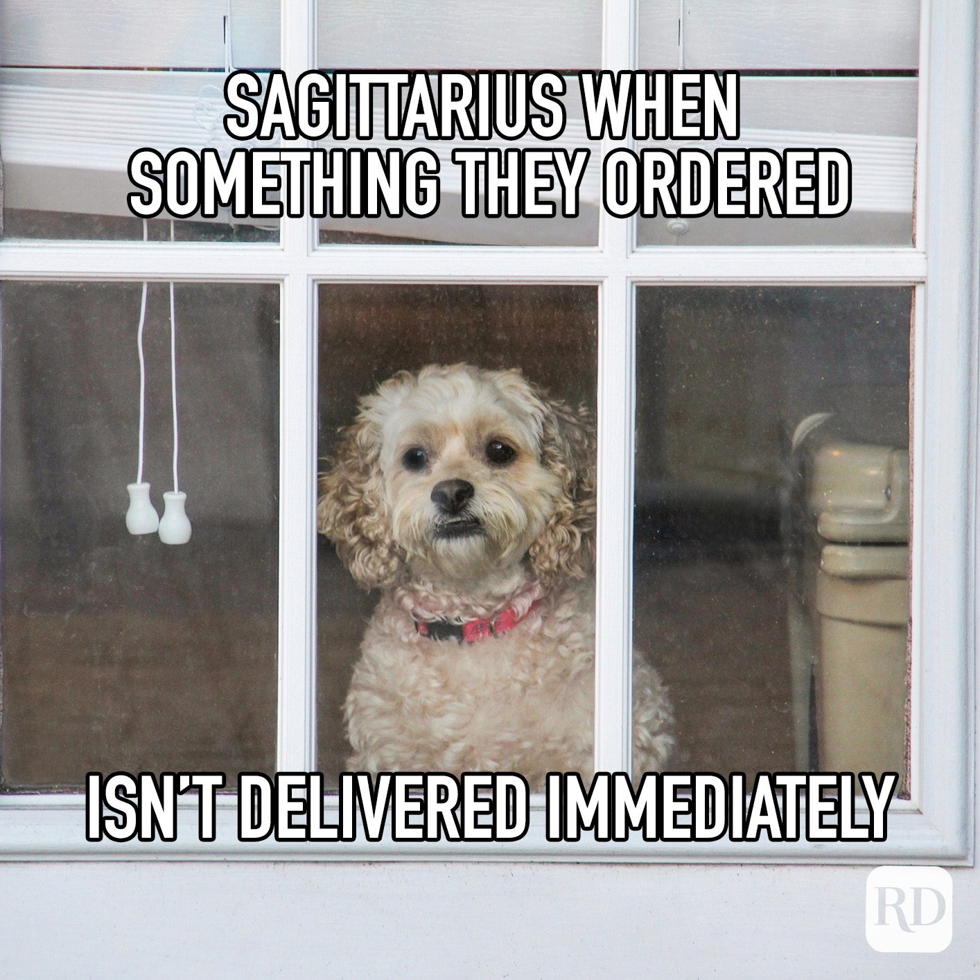 Sagittarius When Something They Ordered Isn't Delivered Immediately meme text on image of dog staring out window