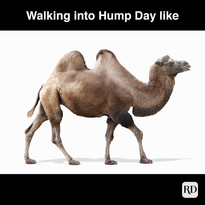 25 Hump Day Memes That Make Wednesdays Bearable Readers Digest 