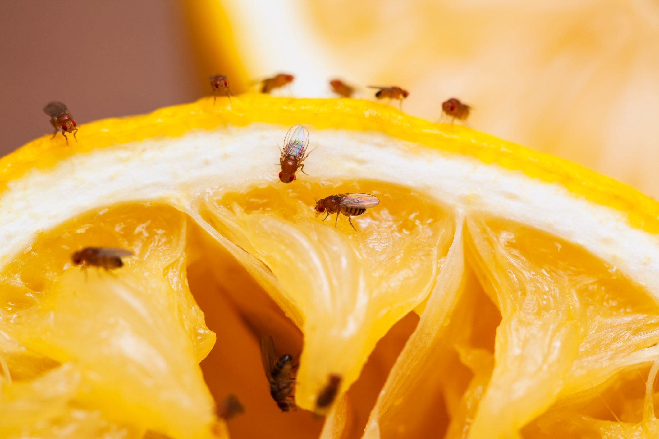 How to Get Rid of Fruit Flies — DIY and Store-Bought Fruit Fly