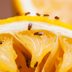 10 Best Ways to Get Rid of Pesky Fruit Flies
