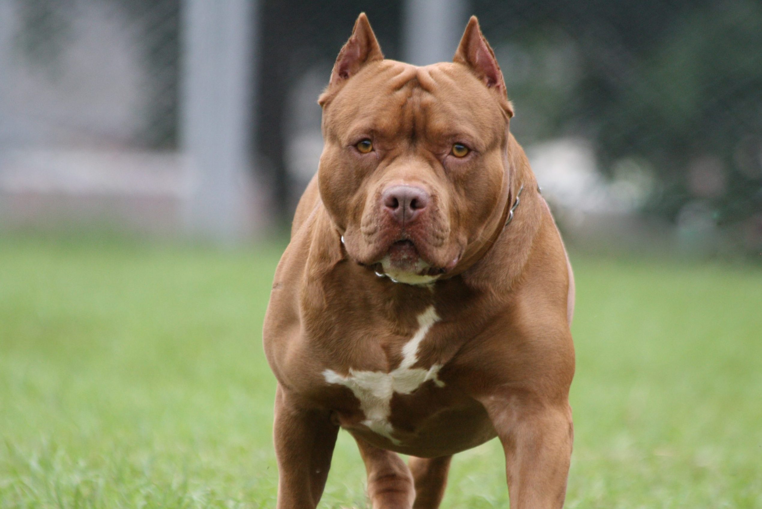 what is the best fighting pitbull breed