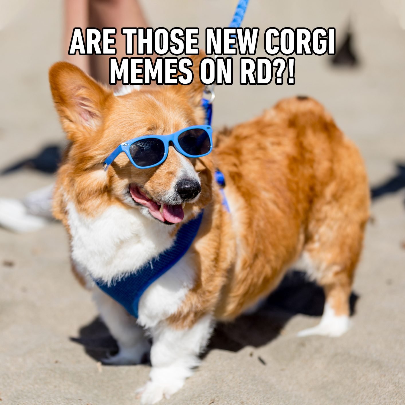 5 Corgi Memes That Will Brighten Your Day Corgi Memes - vrogue.co