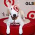 Who Is the Target Dog? Everything You Need to Know About the Target Mascot