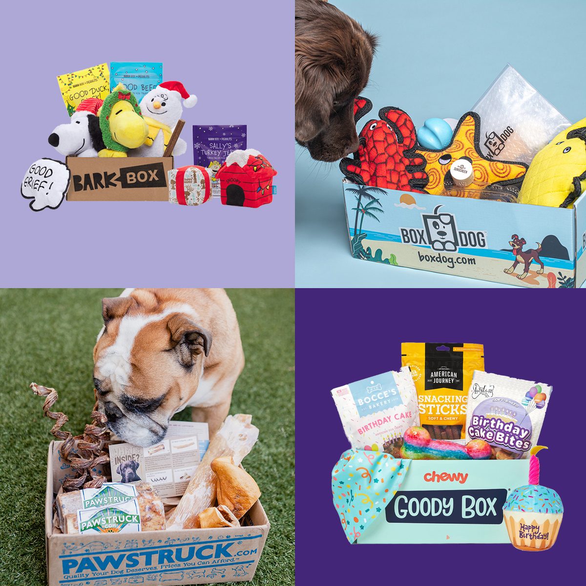 Best Dog Gifts of 2021 - Perfect Presents For Your Pooch