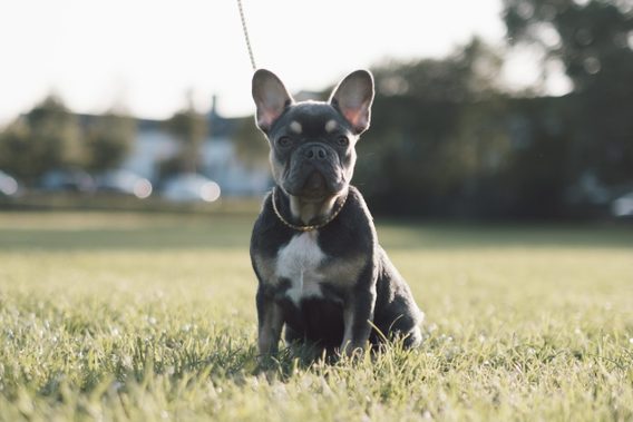 15 French Dog Breeds—With Photos | Reader's Digest