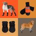 The 6 Best Dog Winter Boots, According to Our Pet Expert