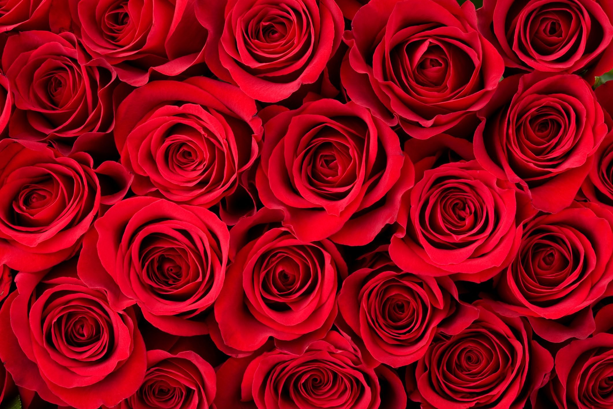 Two Dozen Red Roses - Send to Waterford, Norfolk County, ON Today!