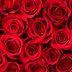 Why Is the Rose a Popular Flower for Valentine’s Day?