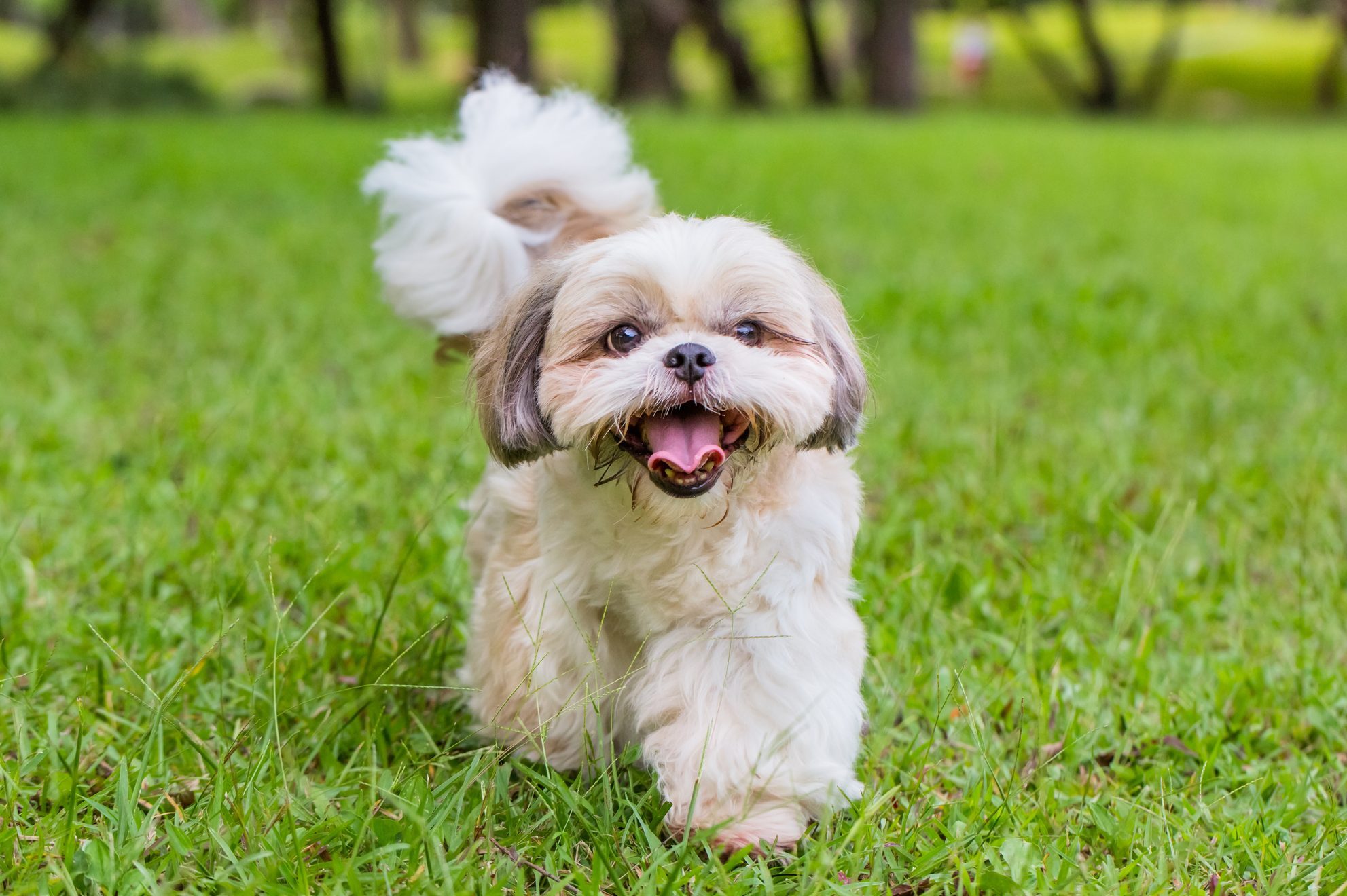 Outdoor shot of a Shih Tzu dog walking on the grass land.