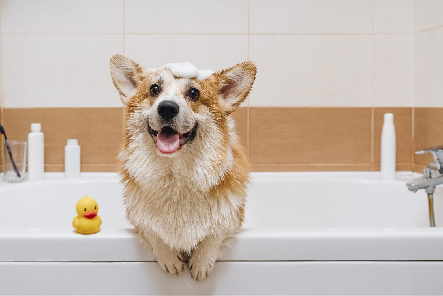 How to Bathe a Dog the Right Way, According to a Pet Expert