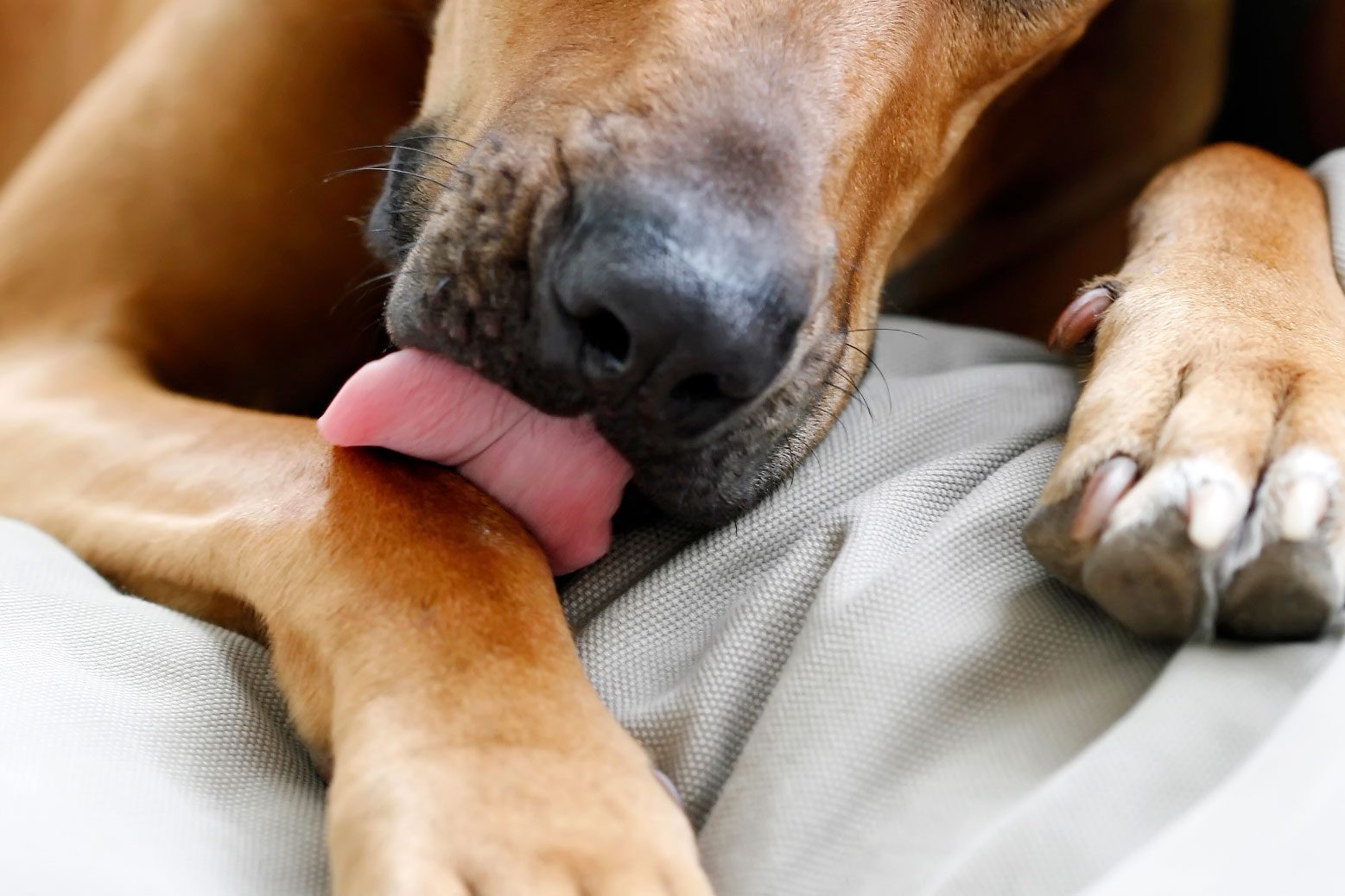 do dogs lick themselves when in pain