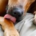 Why Do Dogs Lick Their Paws? 8 Common Reasons and How to Stop It