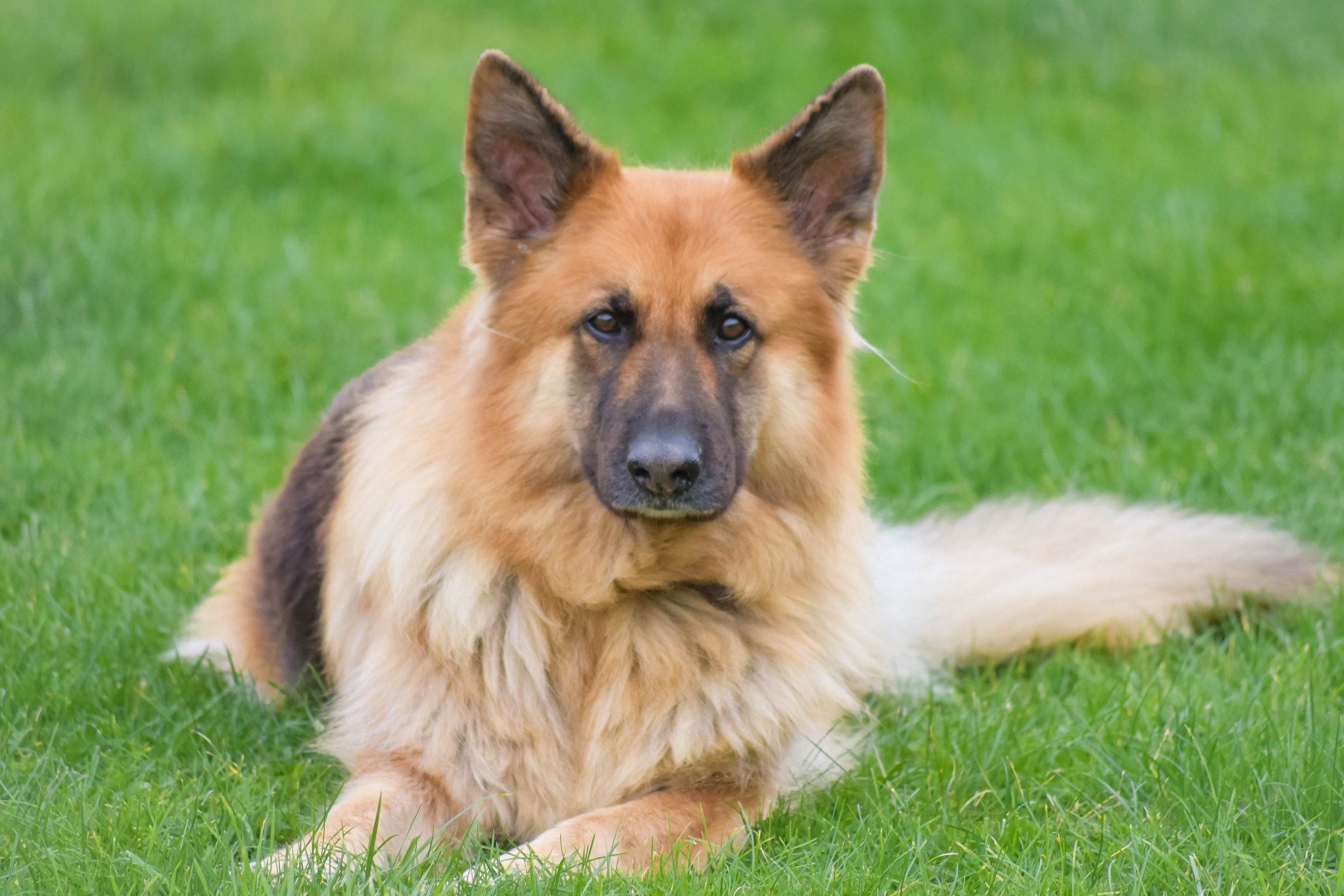13 big dog breeds: large dogs that are popular UK pets - from Newfoundland  to Doberman and German Shepherd
