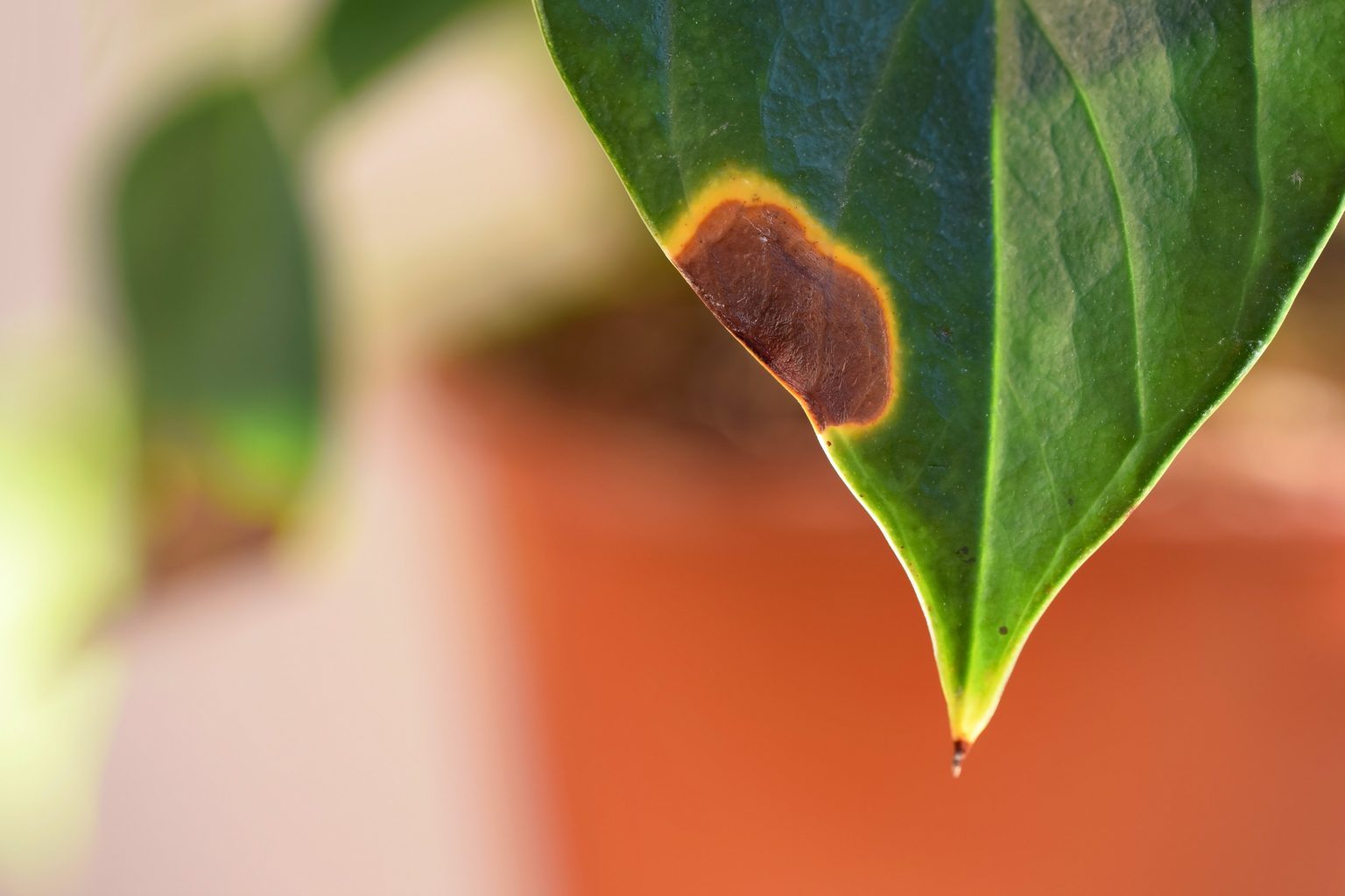 Why Does Your Plant Have Brown Tips on Its Leaves? Reader's Digest