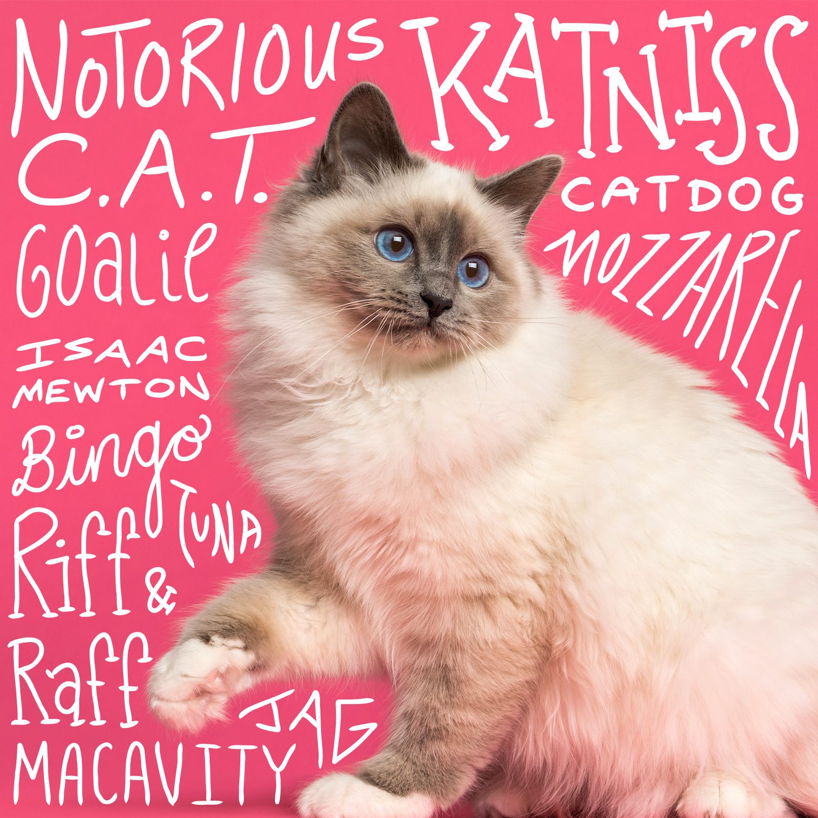 Authentic Original Littlest Pet Shop Cat and Kitten Collection U Choose 