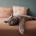 Why Do Cats Sleep So Much? The Reasons Behind All Those Catnaps